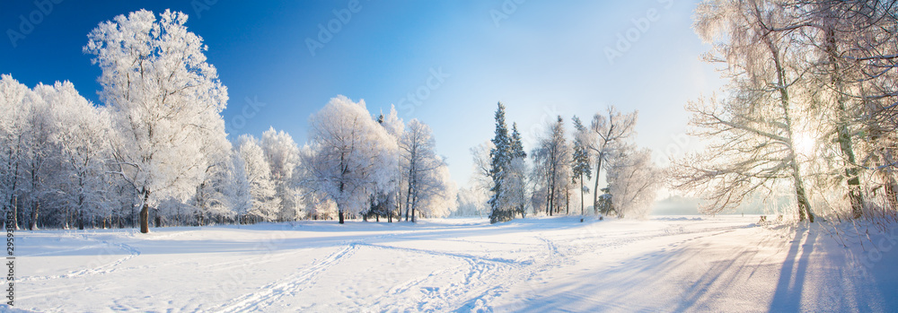 Panorama of beautiful winter park - obrazy, fototapety, plakaty 