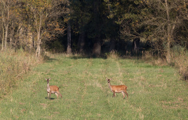 Poster - Hinds red deer standing on meadow