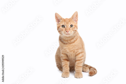 Fotografía Beautiful cute orange cat