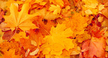 Autumn Yellow Leaves