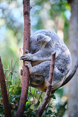Wall Mural - Adorable baby koala and mother sitting on tree branch eating eucalyptus leaves