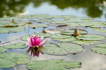 Blooming In The Pond, A Lone Purple Water Lily