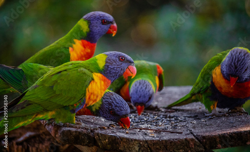 lorikeet