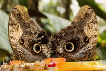 Closeup Of Two Butterflies Standing Near Each Other