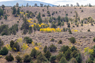 Wall Mural - Aspen Color