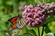 Monarch Butterfly on a Milkweed Blossom