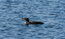 Common Loon In The Water