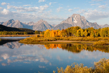 A Stand Of Colorful Trees In Front Of Mt. Moran And The Teton Range Reflected In Morning Light At The Oxbow Bend Of The Snake River, Grand Teton National Park, Wyoming
