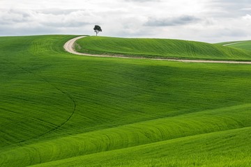 Wall Mural - Horizontal shot of an isolated tree in a green field with a pathway under the cloudy sky