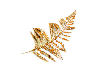 Wall Mural - Leaf of golden trendy fern isolated against white background. Minimal flat lay, top view.