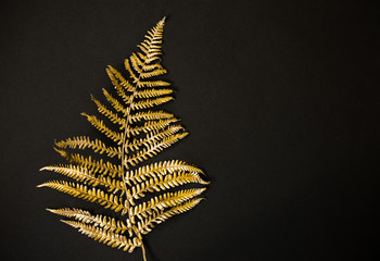 Wall Mural - Leaf of golden trendy fern against black background. Minimal flat lay, top view.