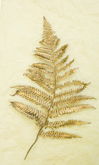 Wall Mural - Leaf of golden trendy fern against beige paper background. Minimal flat lay, top view.