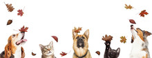 Dogs And Cats With Falling Autumn Leaves