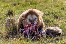 Male Lion Eating Wildebeest Carcass