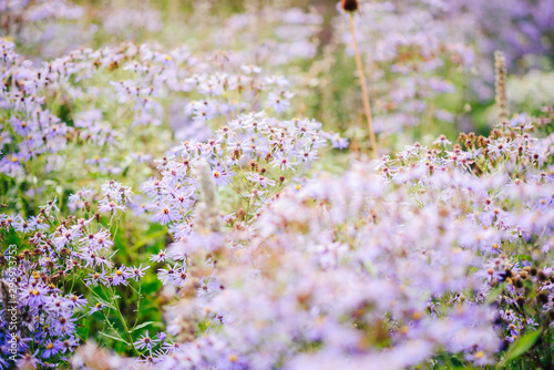 紫色の自然な花畑 Stock 写真 Adobe Stock