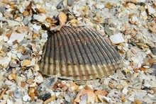 Seashell On Sand
