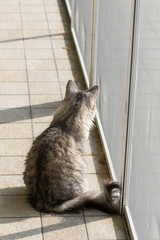 Long haired cat in relax indoor, siberian purebred domestic animal