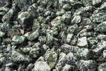 Wall Mural - background texture of dried green seaweed covered rocks on the shore line