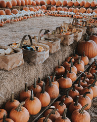 pumpkins for sale at the market