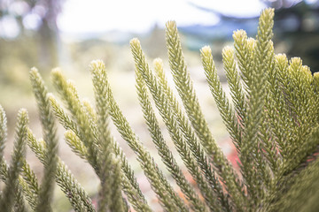 The blurry background of colorful leaves, the beauty of nature, the bokeh from the sunlight falling and the wind blowing through.