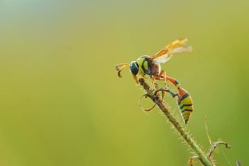 Wall Mural - yellow jacket