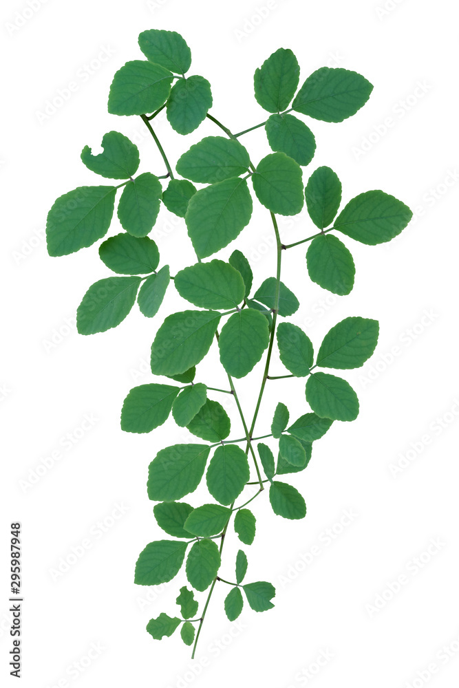 Green leaves Vine isolated, ivy jungle creeper tropical against white background. Have clipping path - obrazy, fototapety, plakaty 