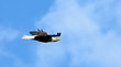 bald eagle flying blue sky puffy clouds