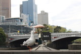 Fototapeta Pomosty - playful singel seagull posing by the river in the CBD inner city Melbourne with city buildings and Flinder's street station in the background, watching busy city life
