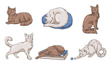 Adult White And Brown Cats. Vector Illustration.
