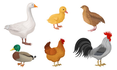 Poster - Poultry Farming Vector Collection. Detailed Vector Illustrations