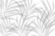 Vector composition of grey alpha transparent stylized leaves on a white background