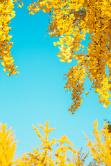 Wall Mural - Autumn yellow ginkgo trees with blue sky