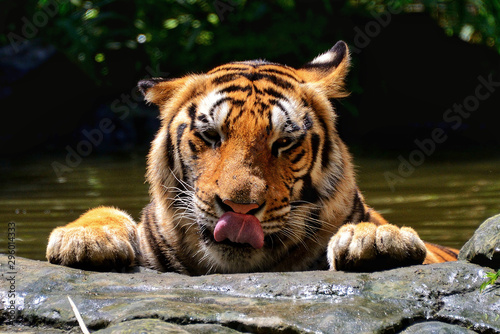 Plakaty tygrys   lew-na-skale-na-tle-rzeki