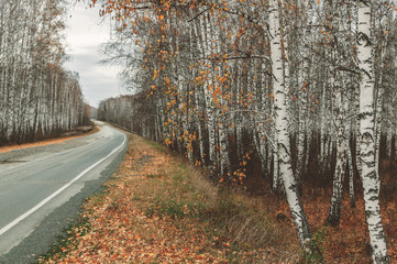 Empty old road with white road marking. Autumn forest environment.