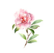 Watercolor Camellia big pink flower on a tree branch. Floral hand drawn illustration isolated on white for wedding stationery design, card print