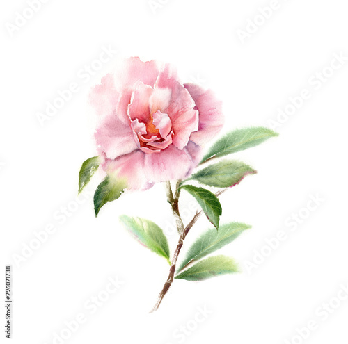 Fotografía Watercolor Camellia big pink flower on a tree branch