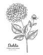 Dahlia flower drawing illustration with line art on white backgrounds.