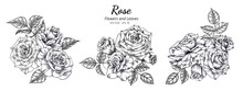 Set Of Rose Flower And Leaf Drawing Illustration On White Backgrounds.