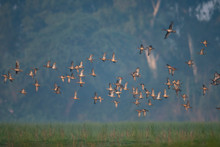 Flock Of Ducks Flying 
