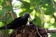 brown noddy bird cousin island seychelles