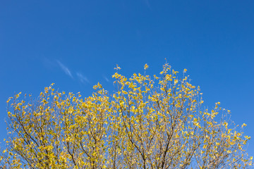 yellow leafs on a tree