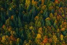 Aerial View Of Autumn Tree Tops.