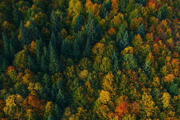 aerial view of autumn tree tops.