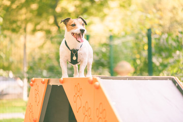 Wall Mural - Dog training agility tricks on dog walk equipment