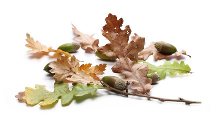 Oak leaves in autumn with acorns isolated on white background