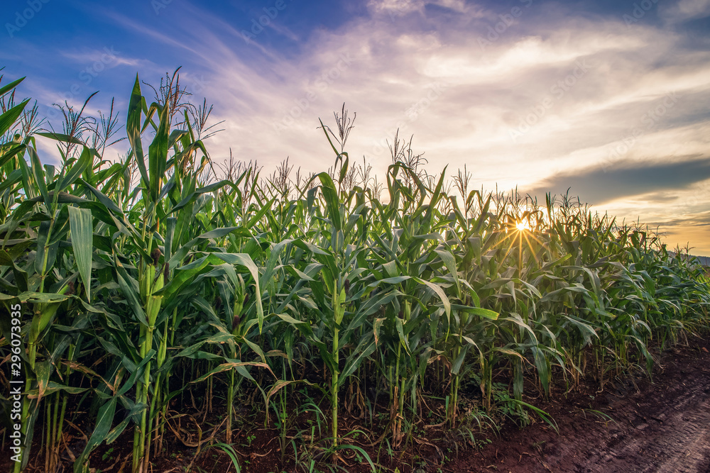 Beautiful corn field farm at sunrise sky. - obrazy, fototapety, plakaty 
