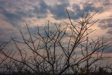 Bush Thorns Against The Sky