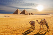 Sunset desert scenery, beautiful view of the Pyramids of Giza and camels, Egypt
