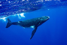 ザトウクジラ 座頭鯨 Humpback Whale