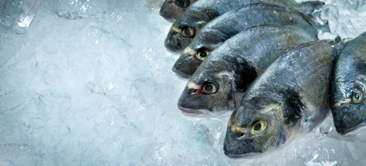 fresh dorado fish on ice at seafood market. copy space